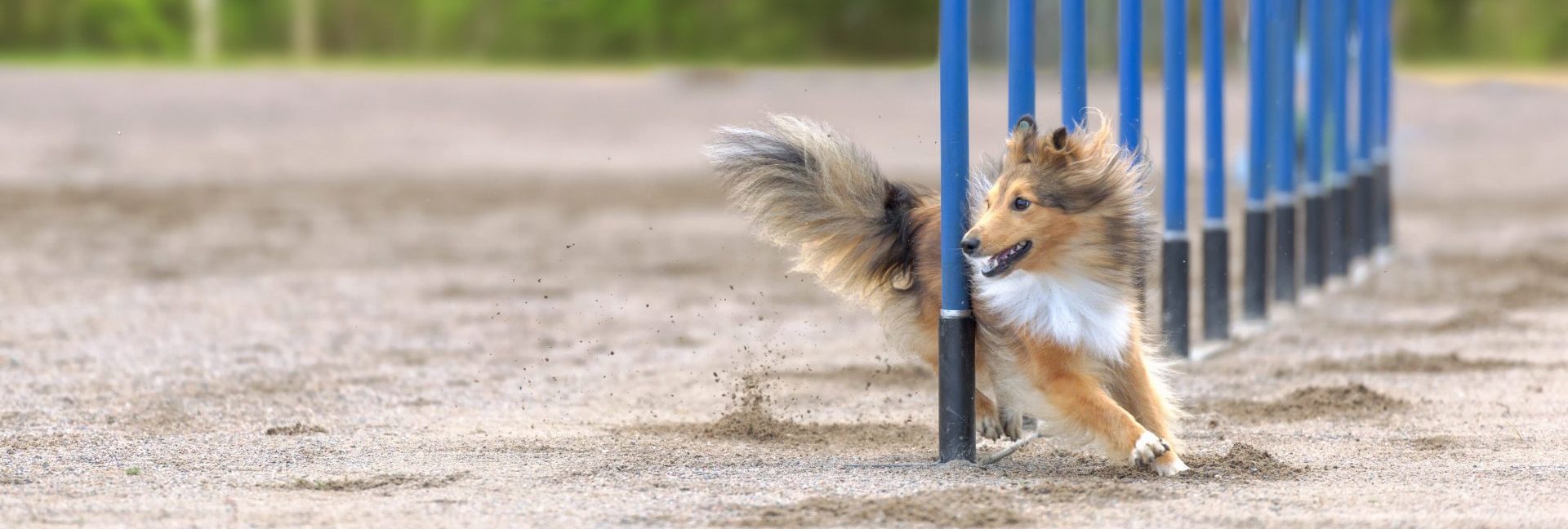 Shetland Sheepdog in agility slalom. Sized to fit for cover image on popular social media site. Shetland Sheepdog in agility slalom. Sized to fit for cover image on popular social media site.